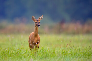 Roe deer in the grass in the wild