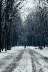 Winter forest scene with a quiet pathway surrounded by leafless trees and snow.