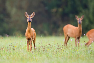 Roe deer in a clearing in the wild