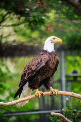 A bald eagle is perched on a branch in a zoo enclosure