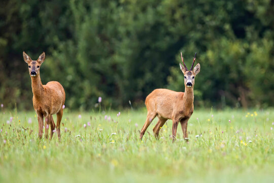 Buck deer with roe deer in the wild