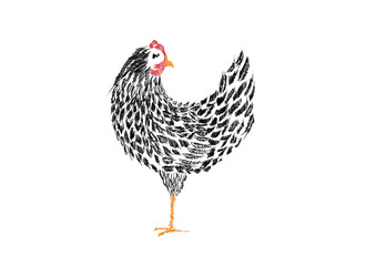 kurczak, drób, grafika, narzędzia graficzne, rysunek © Viktoria