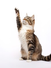 Fototapeta premium cute cat with raised front paw on a white background
