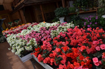 Flower market, colorful begonia flowers, flowers for the balcony, florist's 