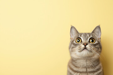 amazed fluffy gray cat, A curious grey cat gazes upwards against a soft yellow background, showcasing its adorable facial expression.