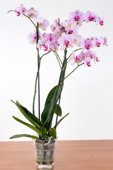 Orchid on a white background