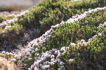 green moss on the ground