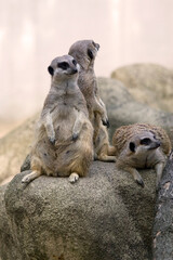 Fototapeta premium meerkat on a rock