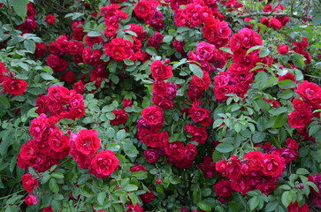 Bright red raspberry roses as a background, a bush of beautiful flowers 