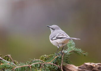 mockingbird on pine branch