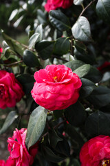 Red camellia flower blossom closeup