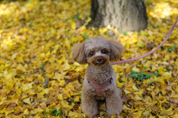 イチョウの落ち葉の上でお座りをするトイ・プードル