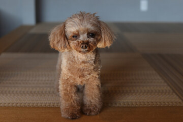 悲しい顔をするトイ・プードル