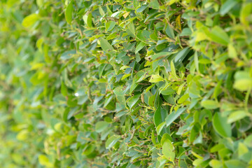 close-up of a dense green hedge, creating a natural wall of vibrant foliage.