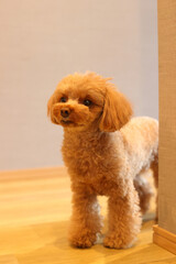 室内を歩くトイ・プードル