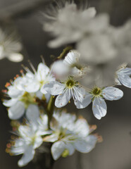 White Blossom Tree