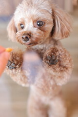 ガラス越しにおやつを見つめるトイ・プードル