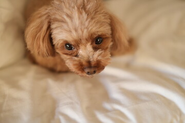 ベッドに伏せしているトイ・プードル