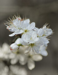 White Blossom Tree