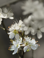 Fototapeta premium White Blossom Tree