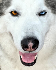 Husky Dog Pet Portrait 