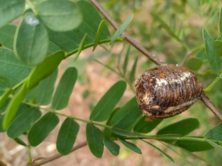Eggs of Asian jumping mantis or Statilia maculata, Found on tree trunks