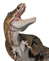 Obraz premium tyrannosaurus mcraeensis in a crazy up attack in white background close up view