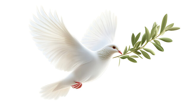 white dove isolated on white