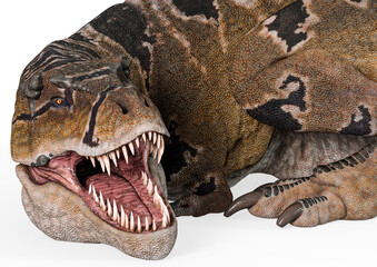 Obraz premium tyrannosaurus mcraeensis is laying down and getting ready to attack in white background in close up view