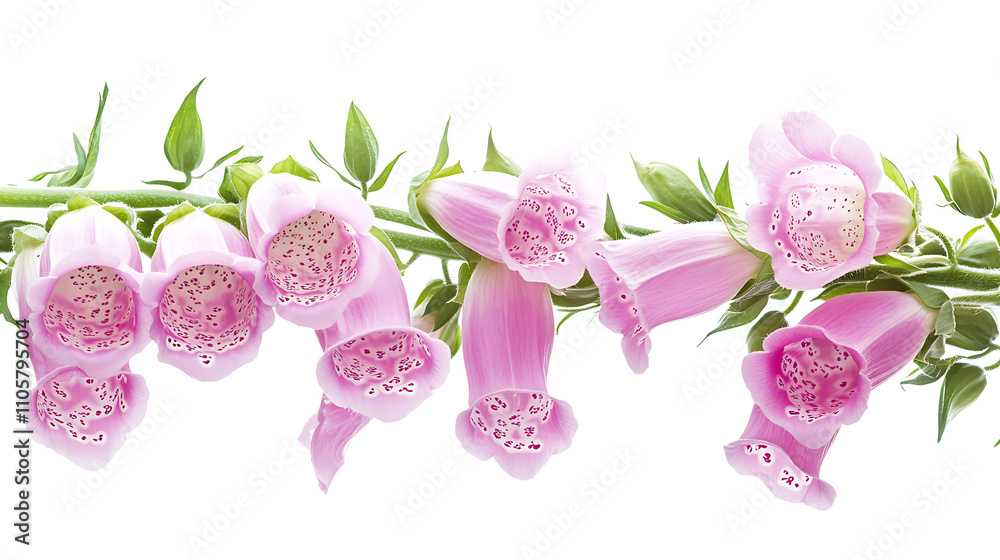 Wall mural pink orchid isolated on white