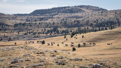 Beautiful landscape with mountain in automn. Vercors, France