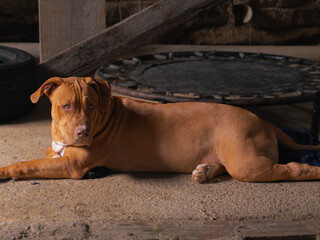 Pitbull Lying in Low Light, Looking to the SideWhite Bull Standing in the Barn