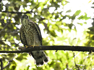 ツミ Japanese Sparrowhawk