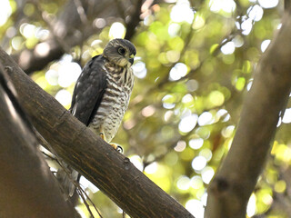 ツミ Japanese Sparrowhawk