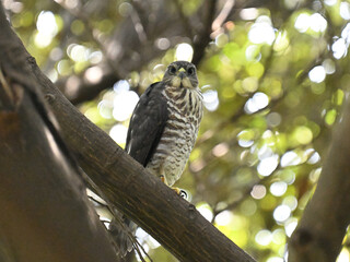 ツミ Japanese Sparrowhawk