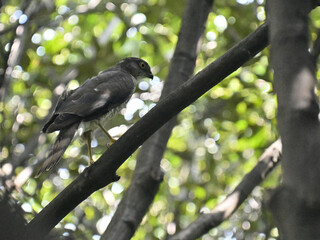 ツミ Japanese Sparrowhawk
