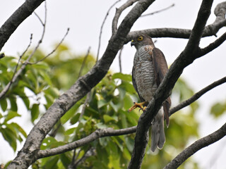 ツミ Japanese Sparrowhawk