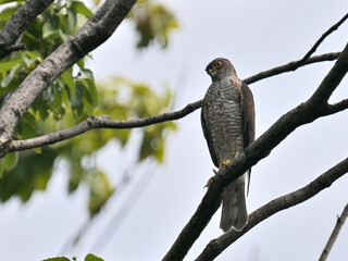 ツミ Japanese Sparrowhawk