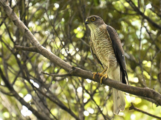 ツミ Japanese Sparrowhawk