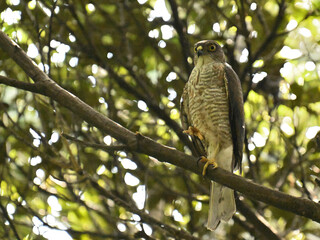 ツミ Japanese Sparrowhawk
