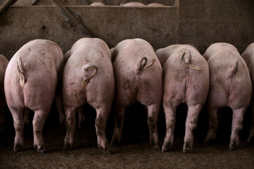 Cochons Large White