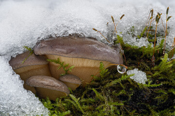 Edible winter mushrooms Sarcomyxa serotina (Panellus serotinus) commonly known as Olive oysterling or Fall oyster in the snow