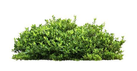 Obraz premium A large Shrubs or green bush isolated on transparent background [PNG]