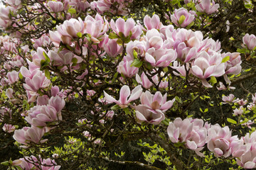 rosa farbige Magnolienblüten in Nahaufnahme