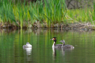 Grèbe huppé,.Podiceps cristatus, Great Crested Grebe, femelle et jeune