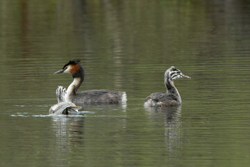 Gr&egrave;be hupp&eacute;,.Podiceps cristatus, Great Crested Grebe, femelle et jeune