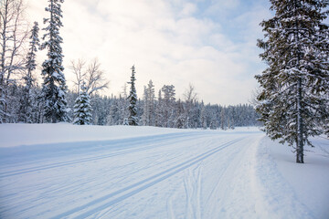 Ski Trail in a Snowy Forest