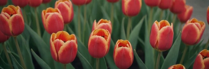 Naklejka premium a close-up view of a group of tulips. The tulips have vibrant orange petals with hints of red, and they are surrounded by green leaves. The flowers are in full bloom, and the image captures the beauty