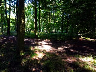 Serene forest with sunlight through canopy