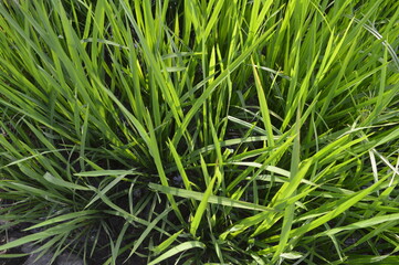 Fototapeta premium paddy farm